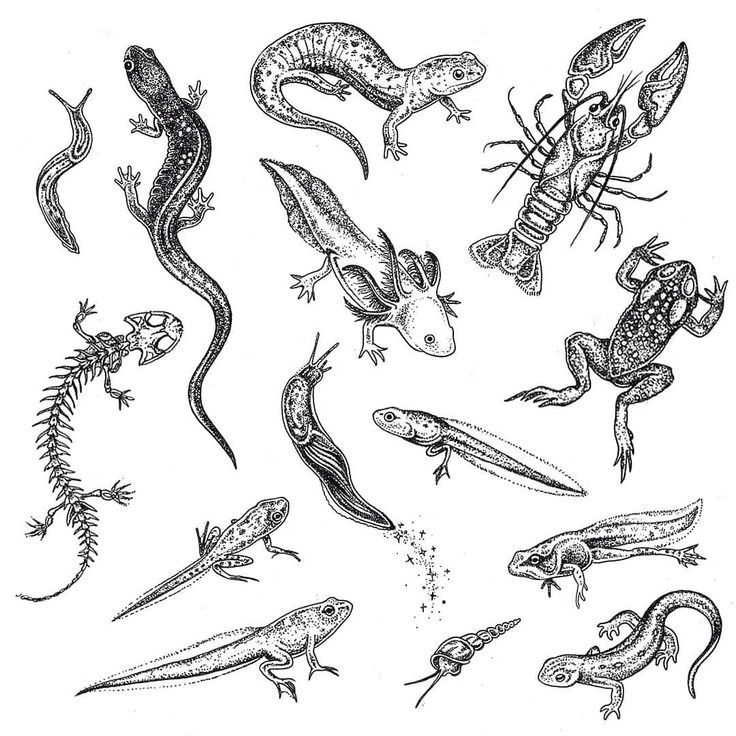 lizards and geckos are depicted in this black and white drawing