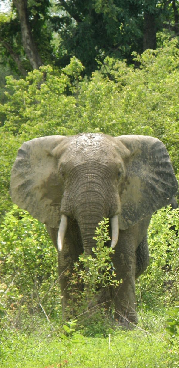 an elephant with tusks standing in the middle of some bushes and trees,