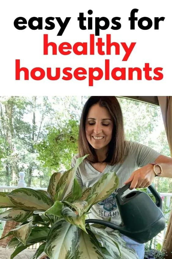 a woman pouring water into a potted plant with the words easy tips for healthy houseplants