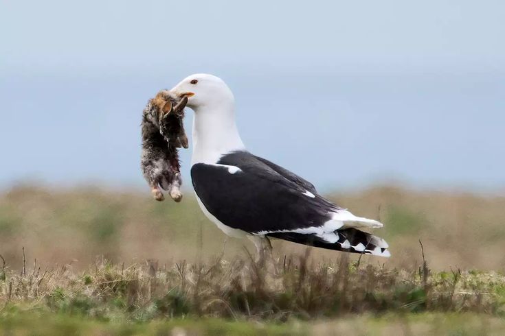 a black and white bird standing on top of a grass covered field