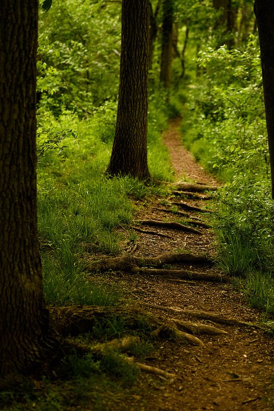 a path in the woods with trees and grass