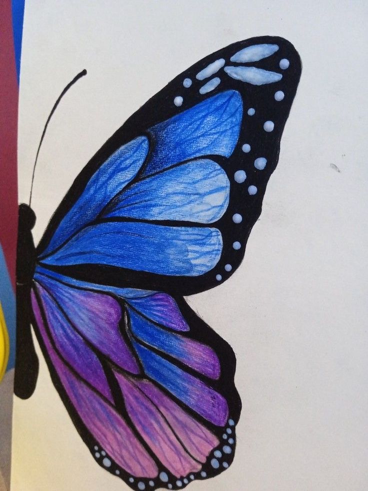 a drawing of a butterfly with blue and purple wings