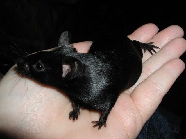 a small black rat sitting on top of someone's palm in a dark room