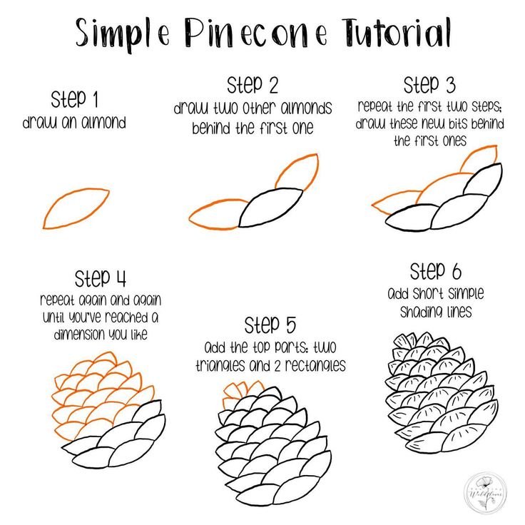 instructions for how to draw pinecone cones in simple lines, with step by step instructions