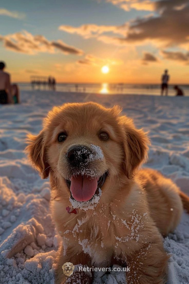 a dog is sitting in the snow with its tongue out