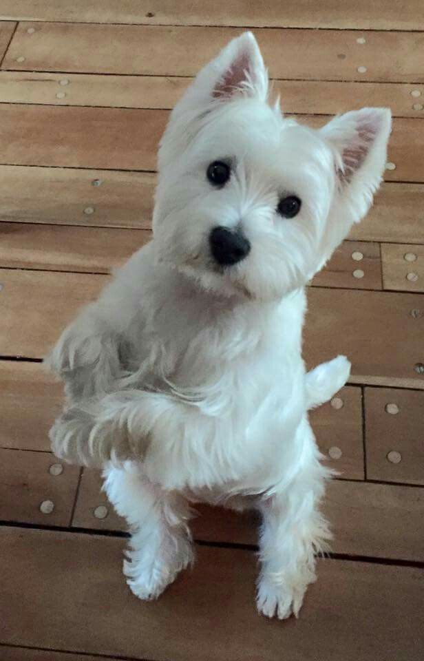 a small white dog sitting on top of a wooden floor next to a wall and looking at the camera