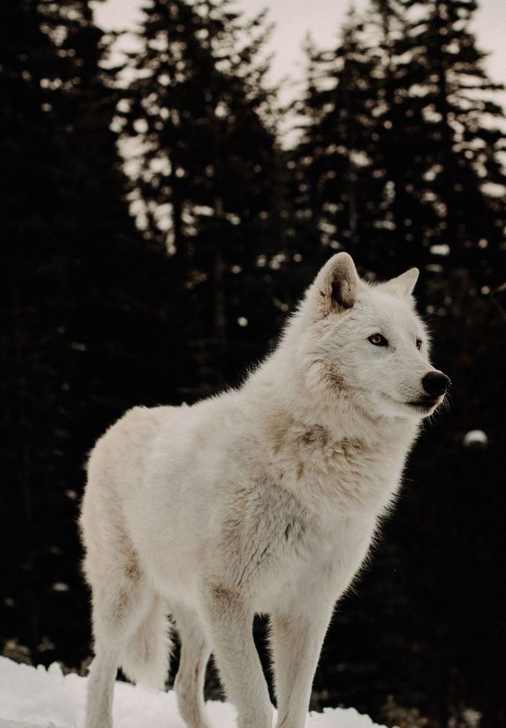 a white wolf standing on top of snow covered ground