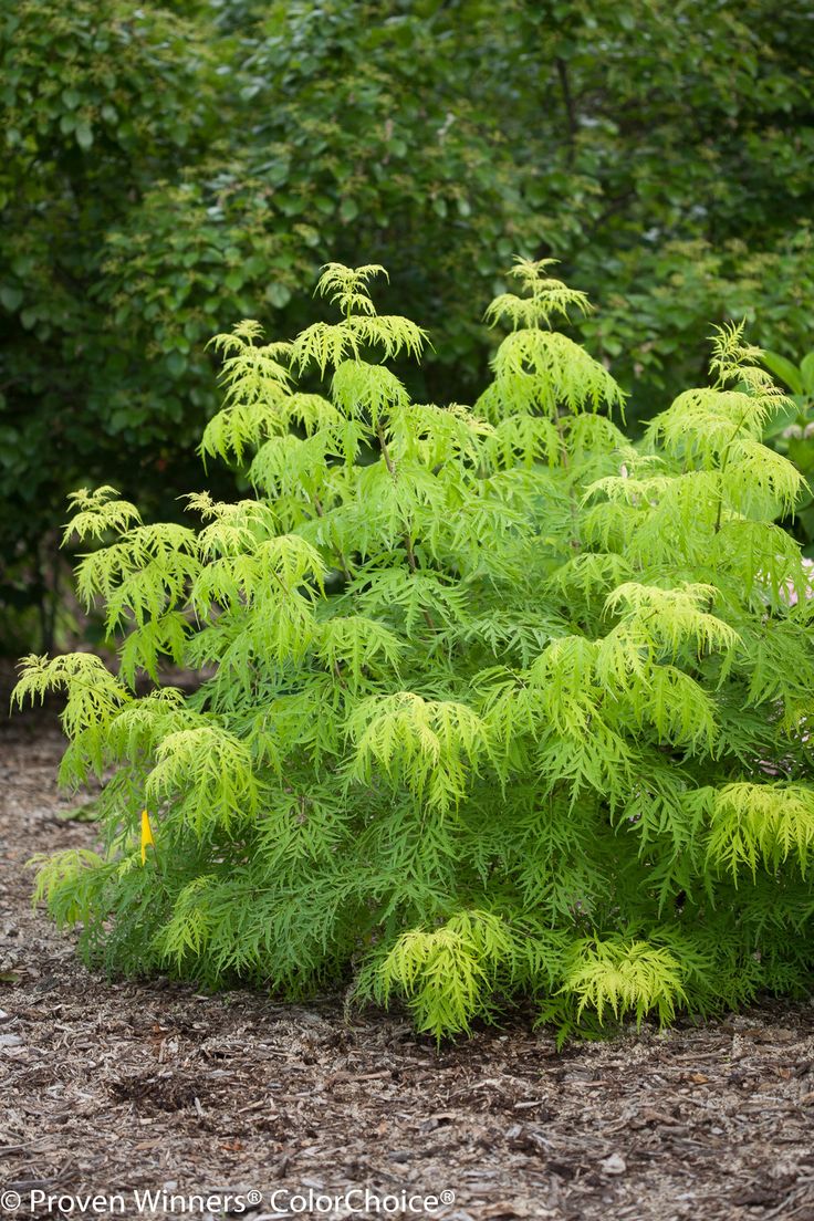 a bush with green leaves in the middle of some dirt and bushes behind it is surrounded by shrubbery