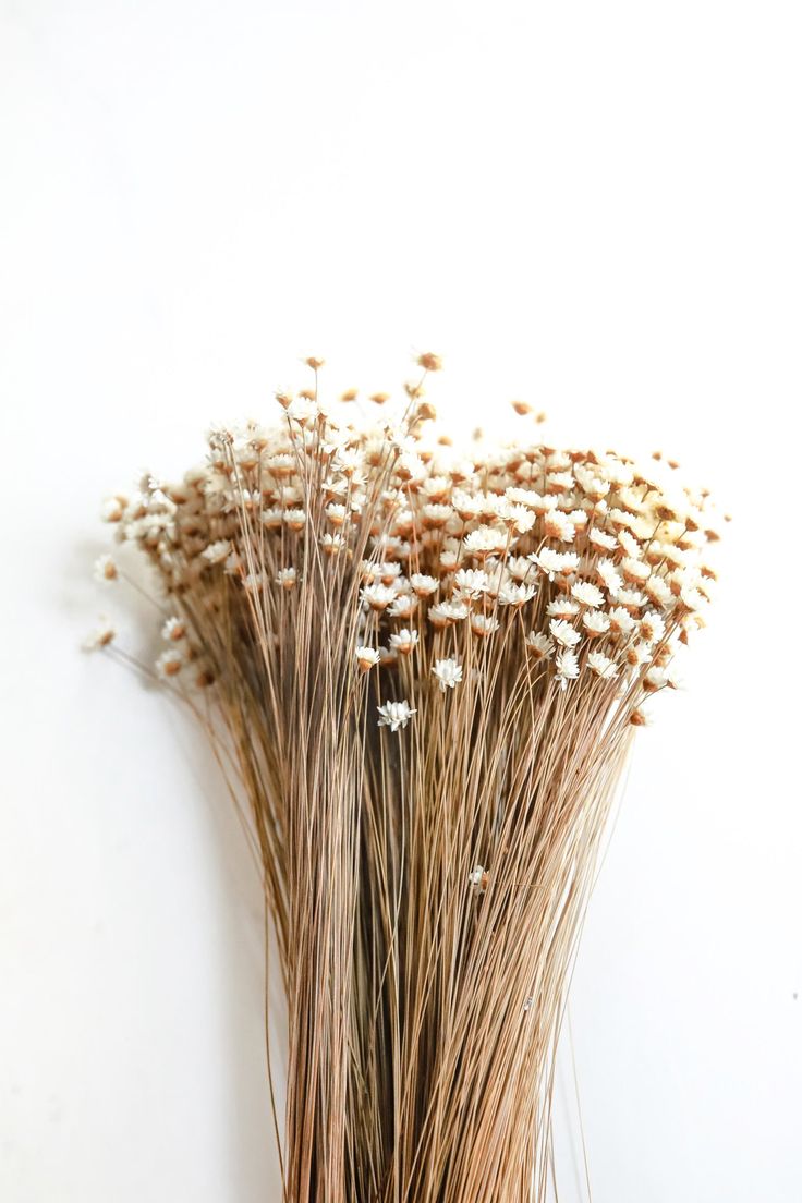 dried flowers are arranged on a white surface