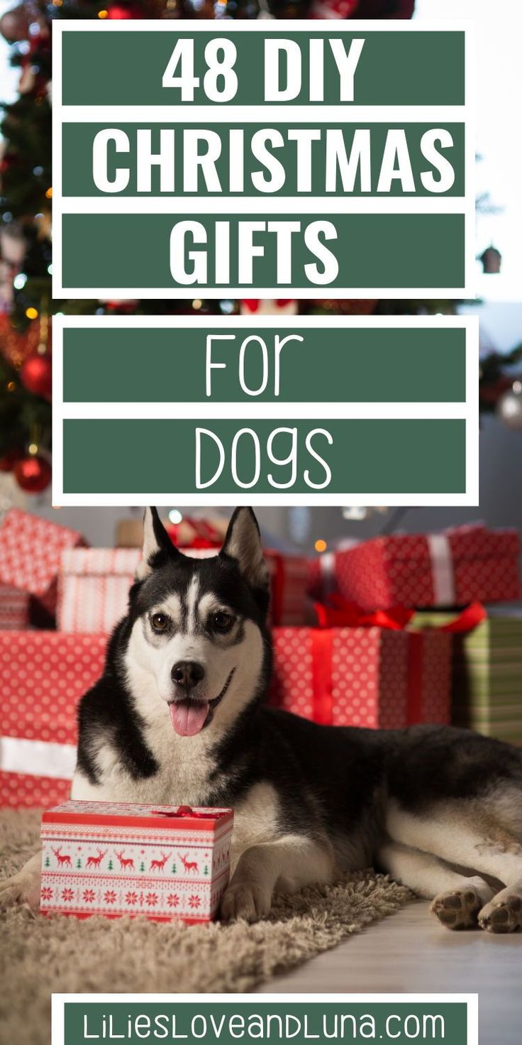 a husky dog laying on the floor with presents under it and text overlay that reads 48 diy christmas gifts for dogs