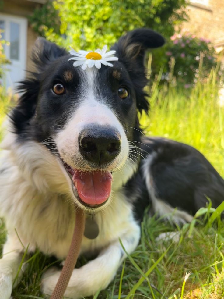 a black and white dog laying in the grass with a daisy on its head looking at the camera