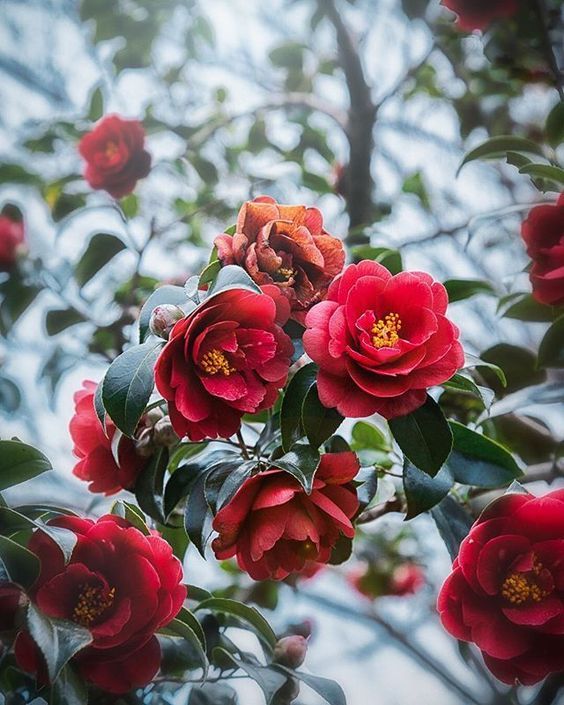 red flowers blooming on the branches of a tree