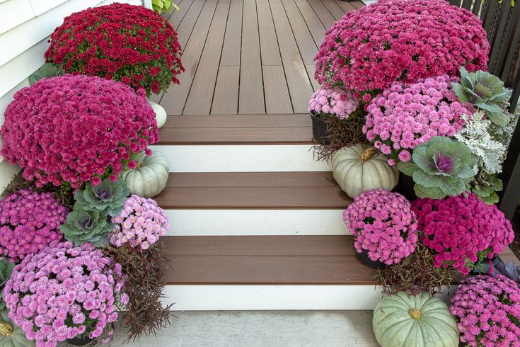 purple and white flowers are growing on the steps