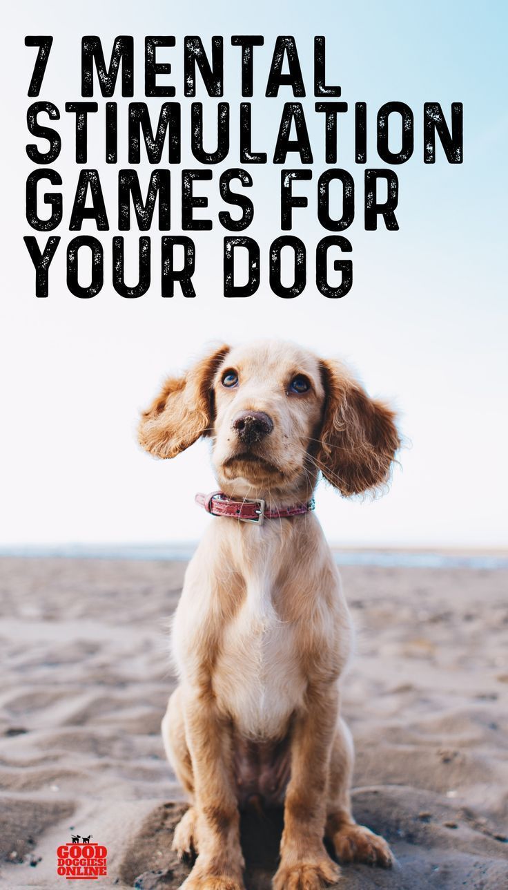 a brown dog sitting on top of a sandy beach next to the ocean with a quote above it that says, is your dog trying to tell you something?