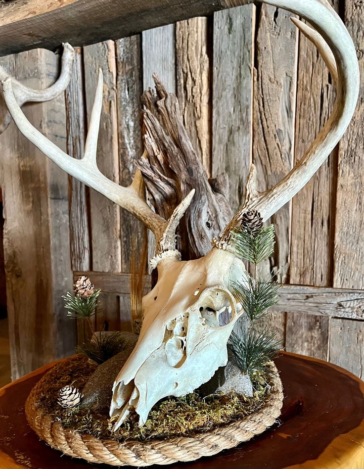 a deer skull with antlers on top of a wooden table