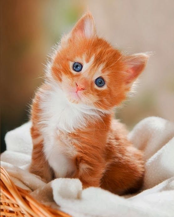 an orange and white kitten with blue eyes sitting on a blanket looking at the camera