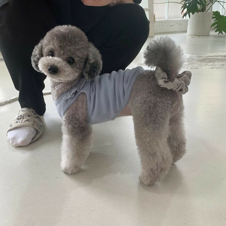 a woman kneeling down next to a small dog wearing a t - shirt with a bow around it's neck