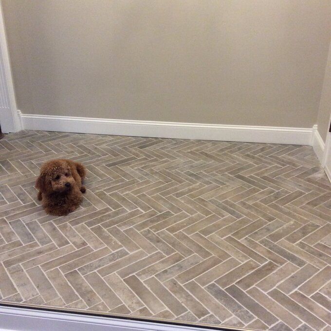 a small brown dog sitting on top of a floor next to a wall and door