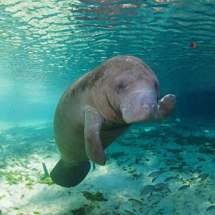 a baby manass swimming in the water