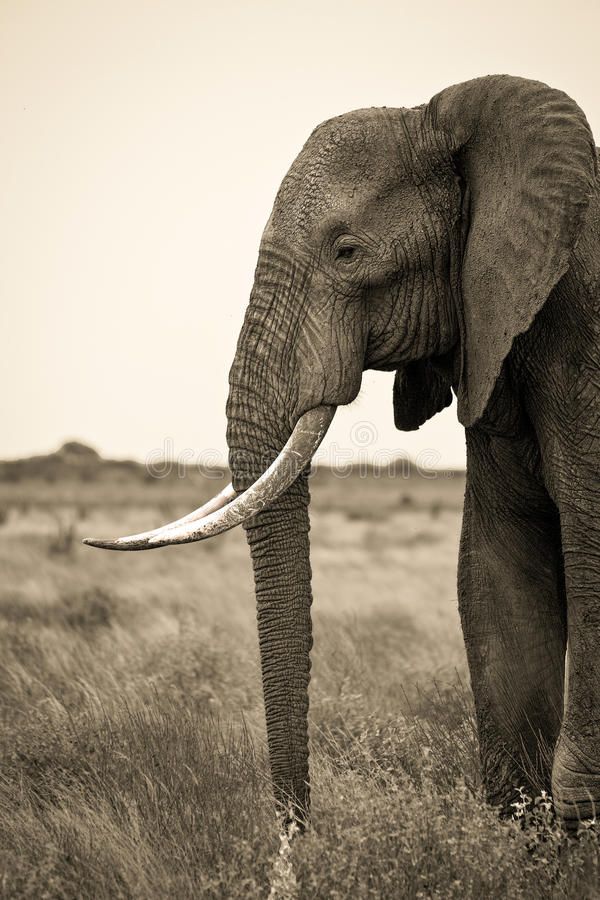 an elephant with tusks standing in the middle of a grassy field royalty photo