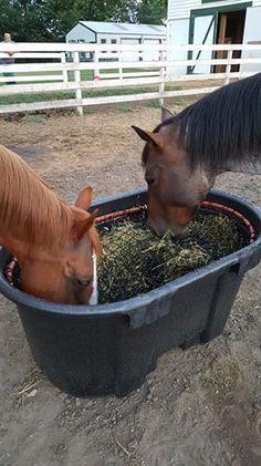 two horses are eating hay in a trough