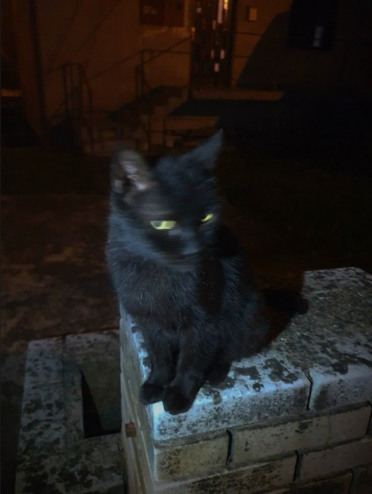 black cat. aesthetic. dark academia. pretty. night. cute.
#blackcat #aesthetic #darkacademia #pretty #cat #night #cute Cat Asthetics Photos Dark, Black Cat Dark Academia, Black Cat Aestethic, Mysterious Cat Aesthetic, Black Cat Night Aesthetic, Black Cat Dark Aesthetic, Black Cat Personality Aesthetic, Black Cat Asthetics, Black Cat At Night