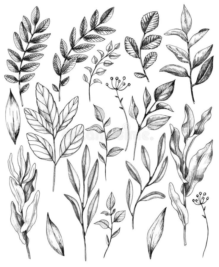 various leaves and flowers drawn in pencil on white paper royalty illustration, clipping stock photo