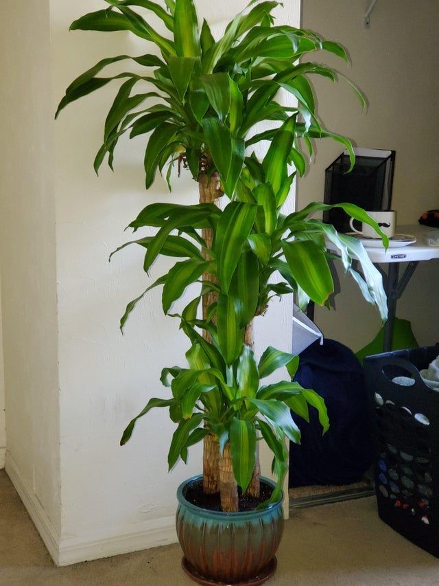 a potted plant sitting on the floor next to a white wall in a room