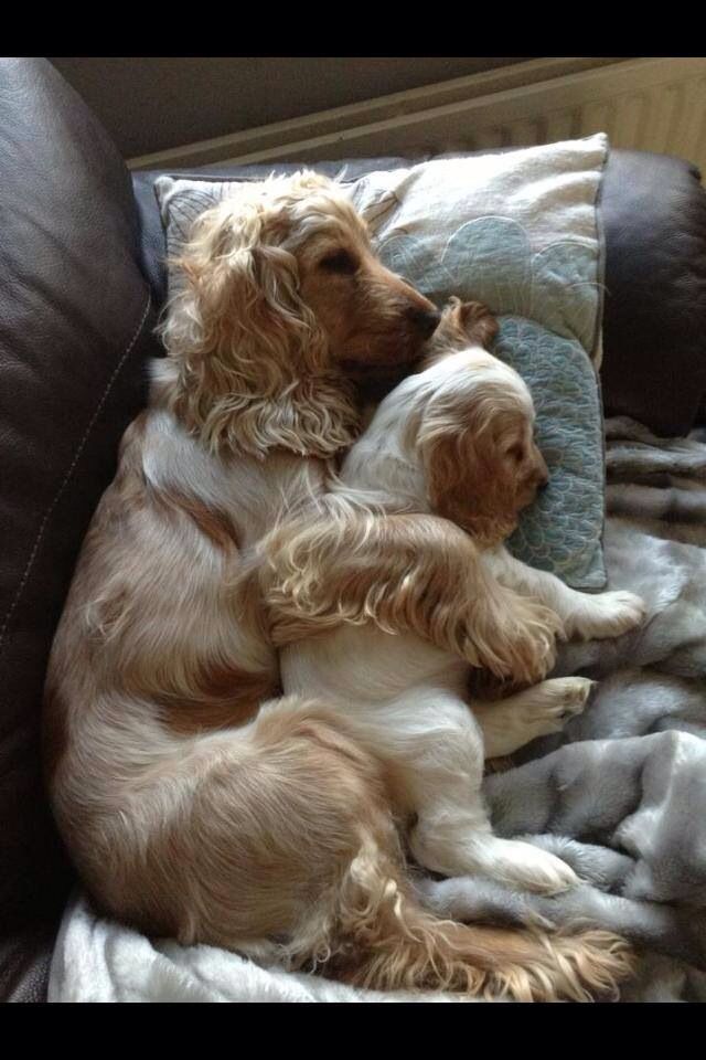 two brown and white dogs laying on top of a couch