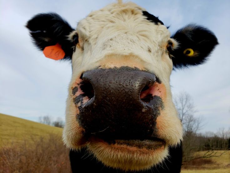 the head of a black and white cow looking at the camera with an orange tag on it's ear