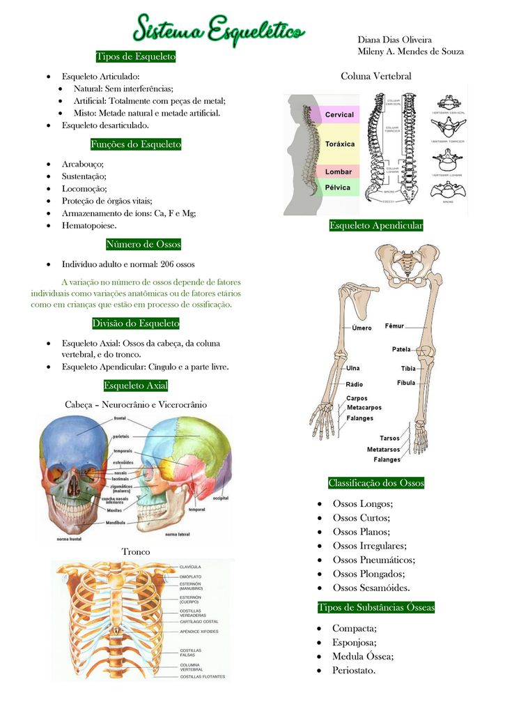 the skeletal system is shown in this diagram