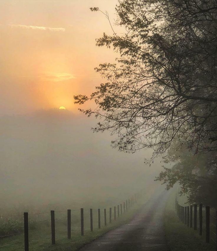 the sun is setting on a foggy country road with trees and fenced in area