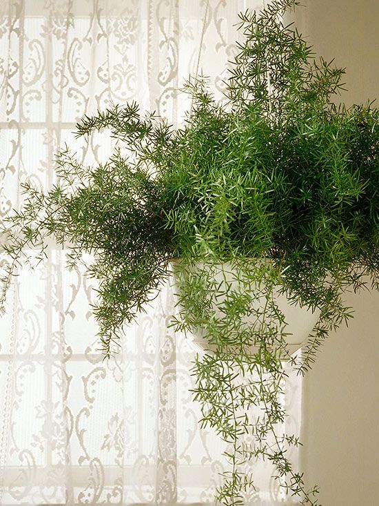 a plant in a white vase on a window sill next to a wallpaper