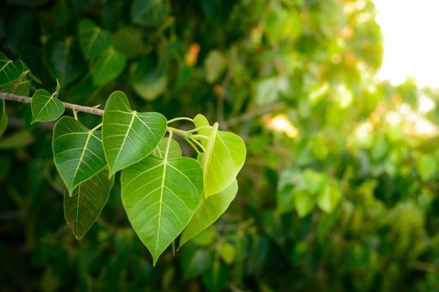 some green leaves are hanging from a tree branch with sunlight shining through the trees in the background