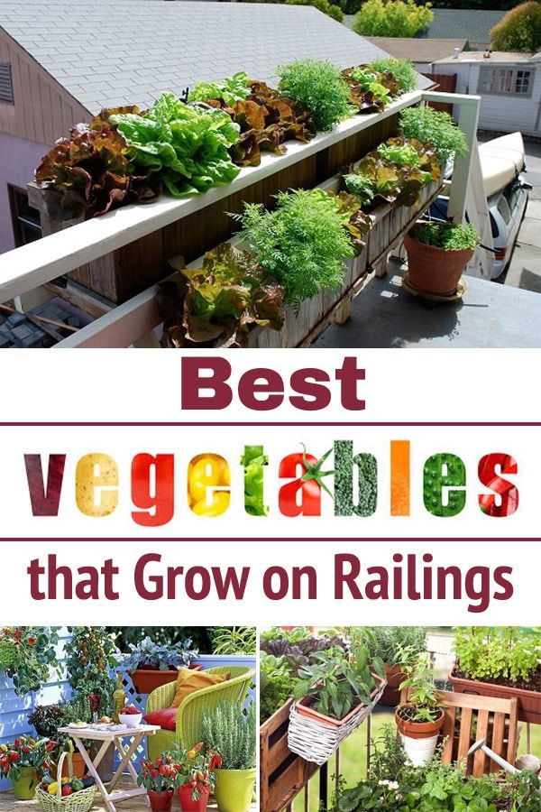 the best vegetables that grow on rails are in pots and containers, with text overlay