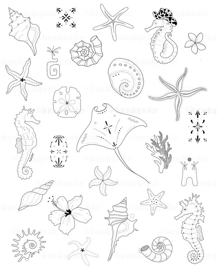 some sea animals and shells are drawn in black ink on white paper with watermarks