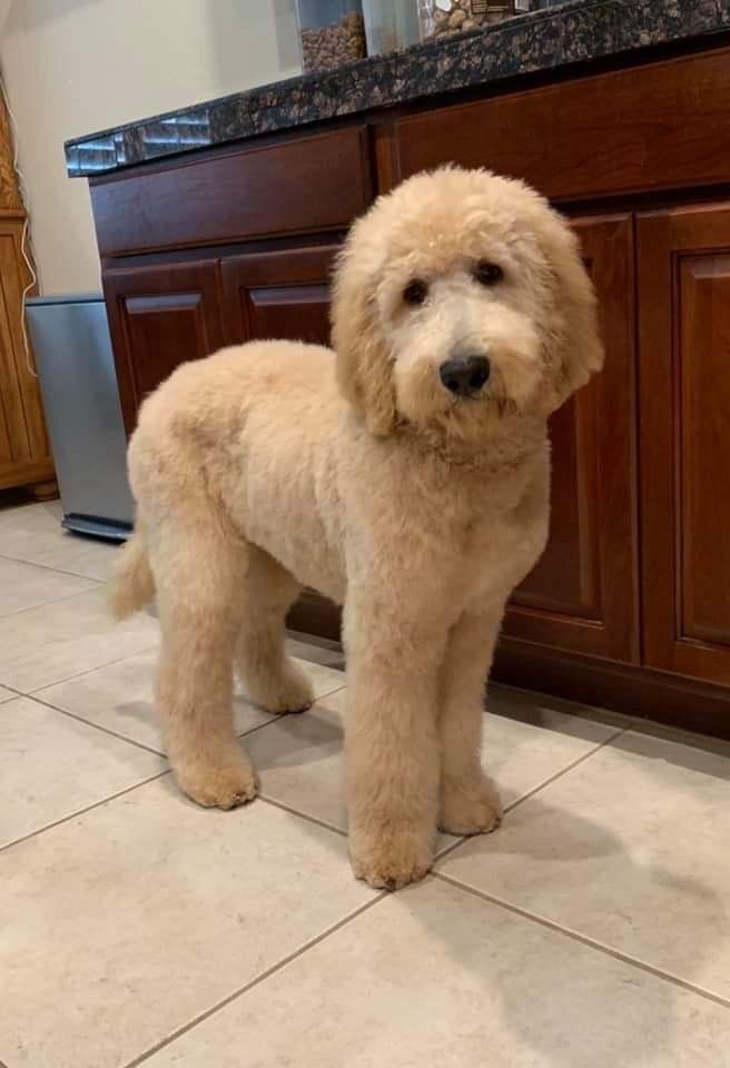 a white dog standing on top of a kitchen floor next to a sink and cabinets