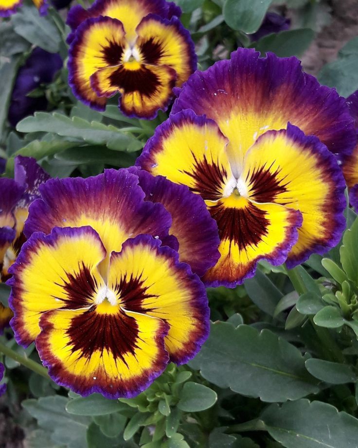 purple and yellow flowers with green leaves in the background