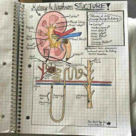 a notebook with an illustration of the inside of a human body on it's side