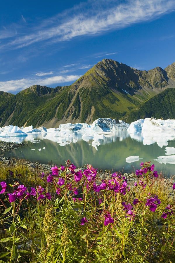 flowers and icebergs are in the water near some mountains on a sunny day