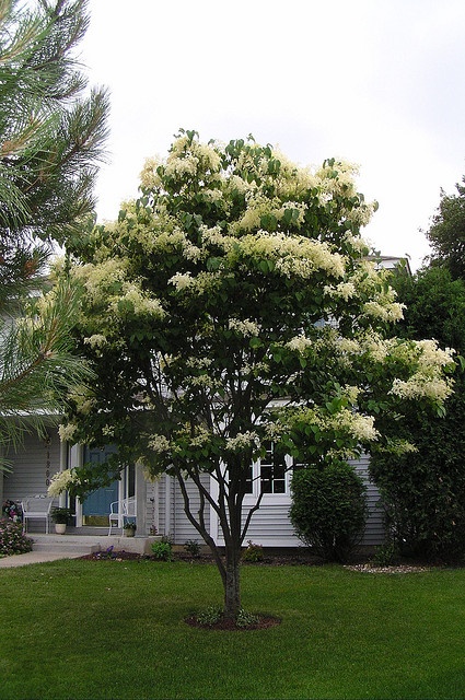 a tree in front of a house with white flowers and green grass on the lawn