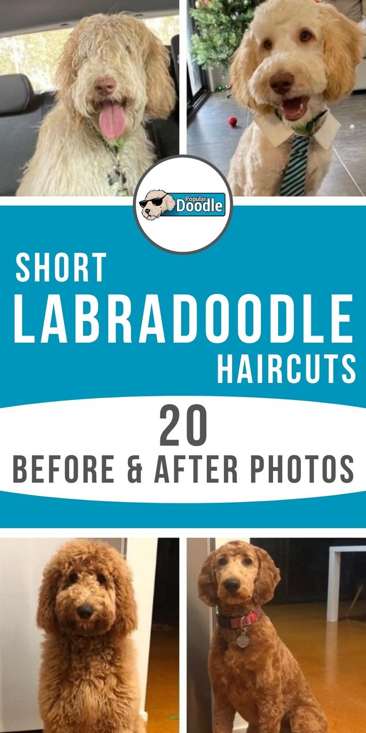 the front cover of short labradorodle haircuts before and after photos are shown