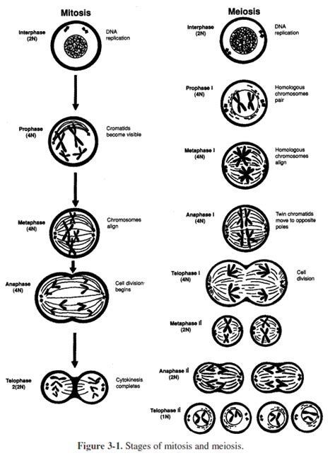 the diagram shows different types of mitts and their functions in an animal's body