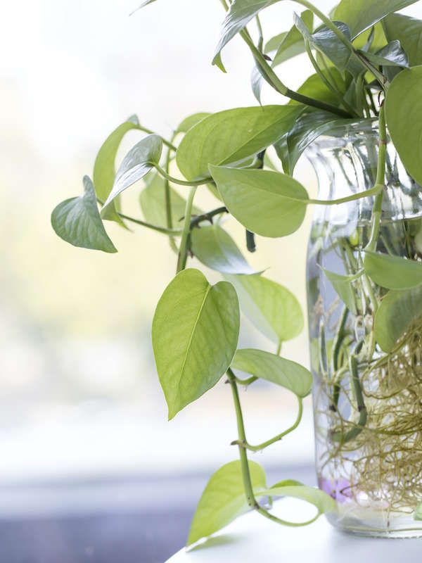 a glass vase filled with water and plants