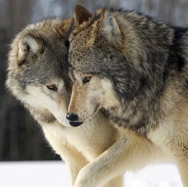 two gray wolfs are walking in the snow