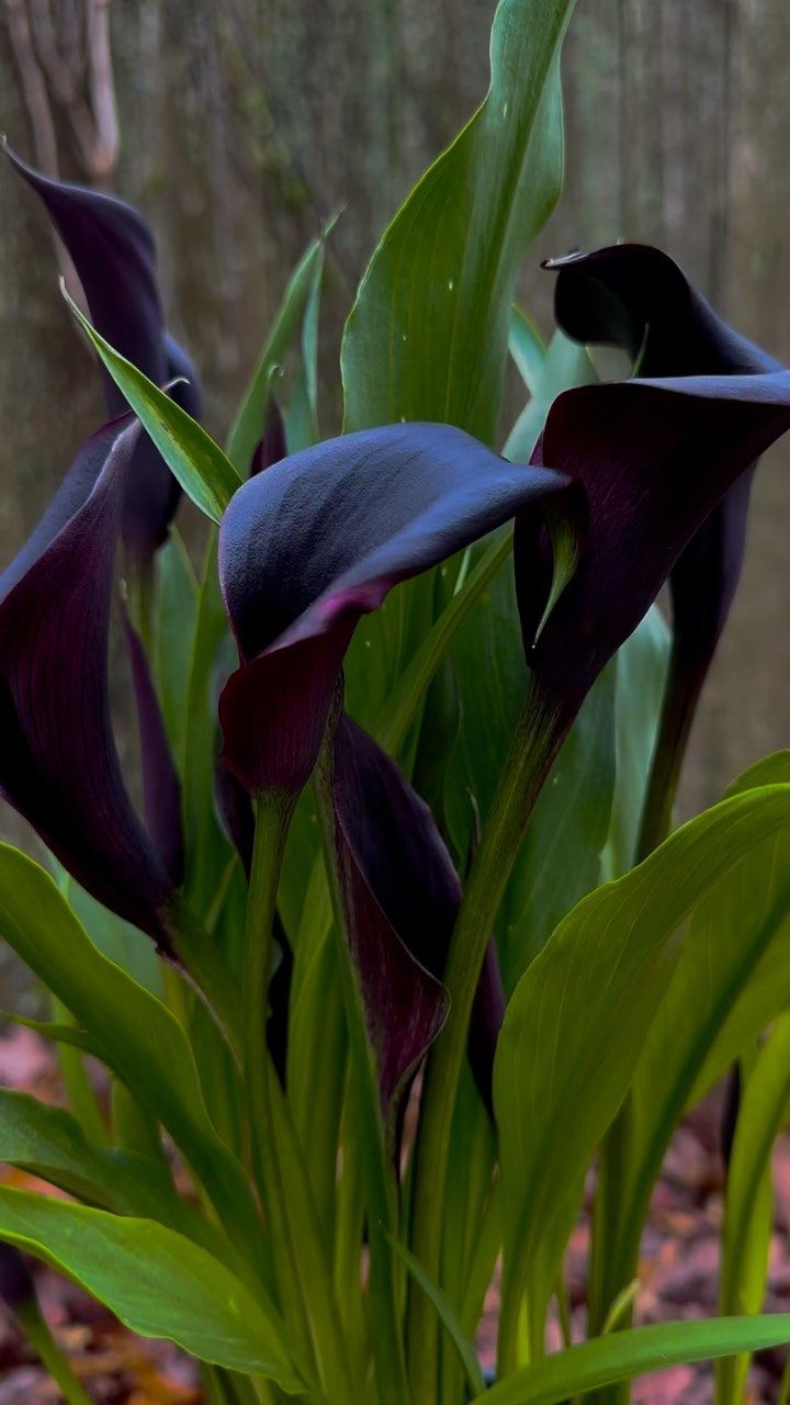 purple flowers with green leaves in the background and brown dirt on the ground next to them