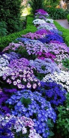 the garden is full of colorful flowers and plants with purple, white and blue blooms