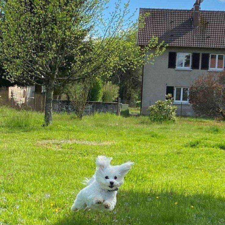 a small white dog running in the grass near a tree and house on a sunny day