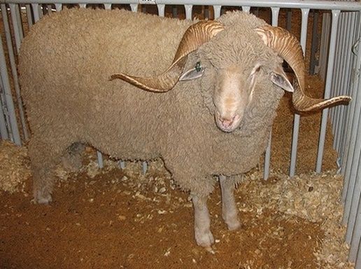 there is a sheep that is standing in the pen and looking at the camera man