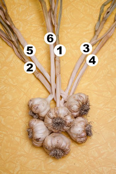 several bulbs of garlic on a yellow background with numbers in the middle and below them